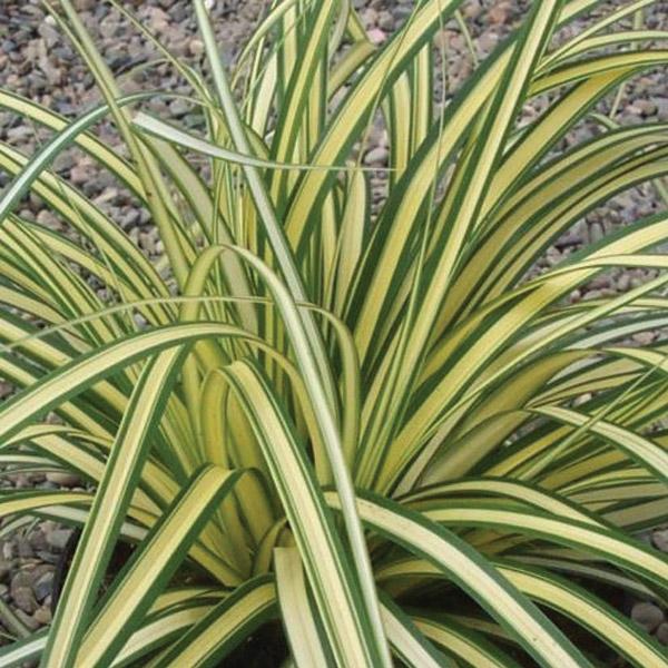 Carex Evergold - 1.9L