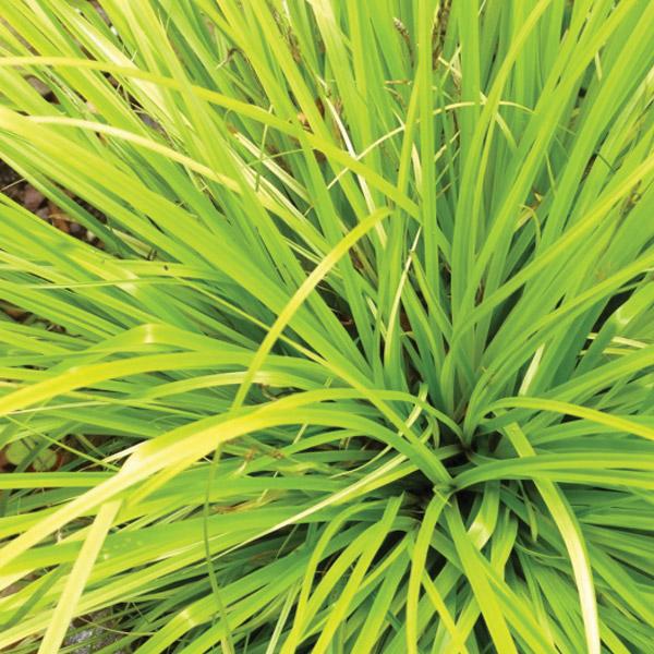 Carex Everillo - 1.9L
