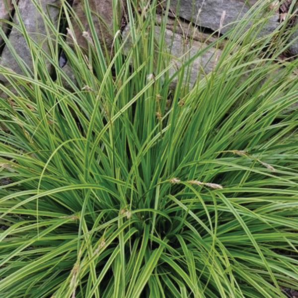 Carex Everlime - 1.9L