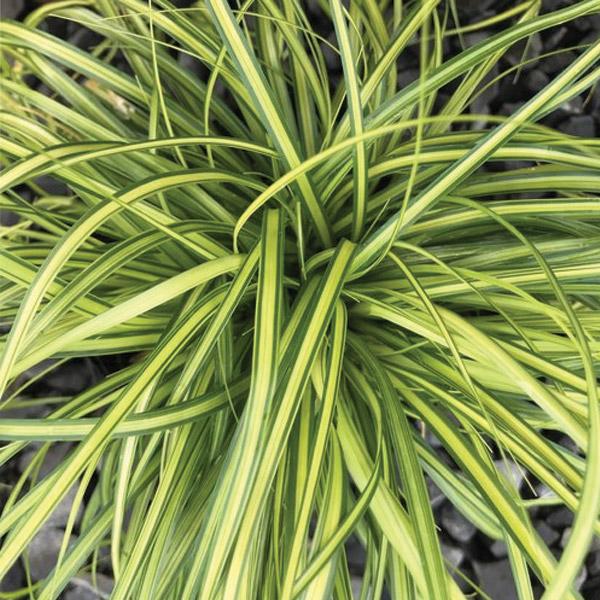Carex Eversheen - 1.9L