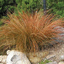 Native Carex Grass