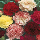 Carnation Choice Double Mixed Seed