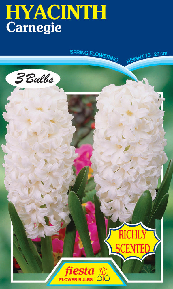 Hyacinth Carnegie - 3PK