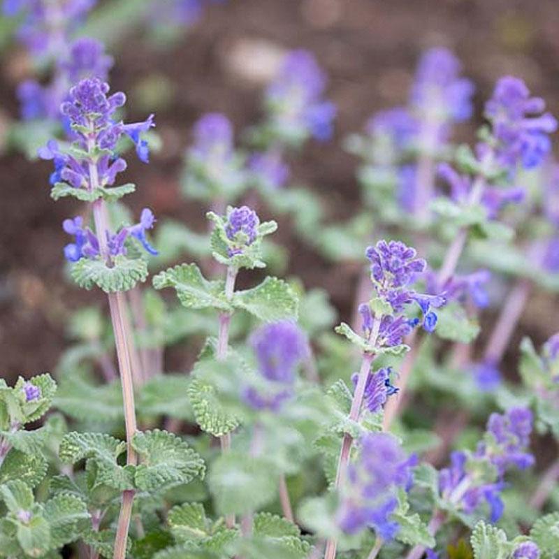 Catmint