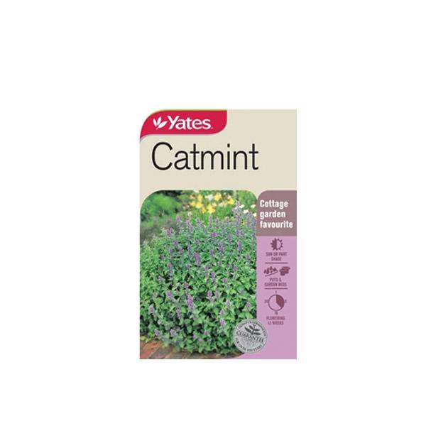 Catmint