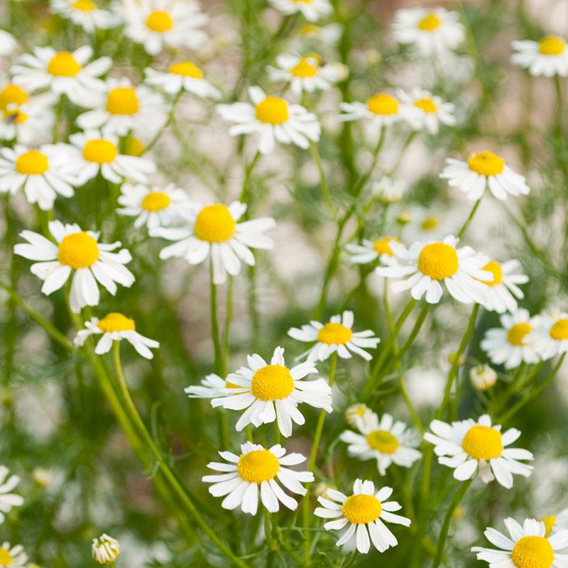 Chamomile German - 10CM