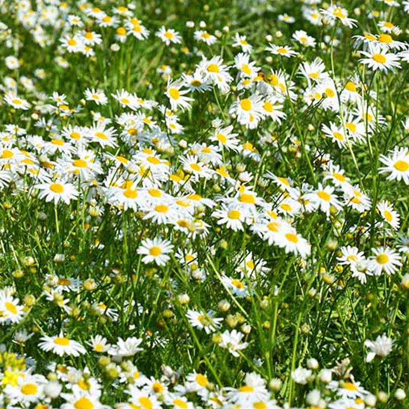 Chamomile Lawn - 10CM