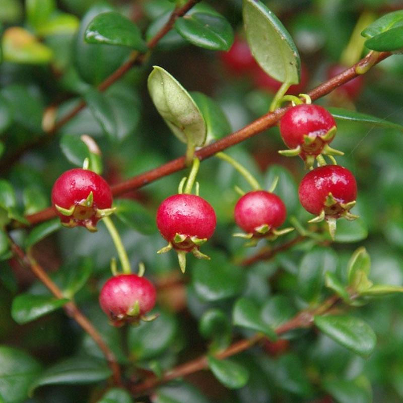 Chilean Guava  - 10CM