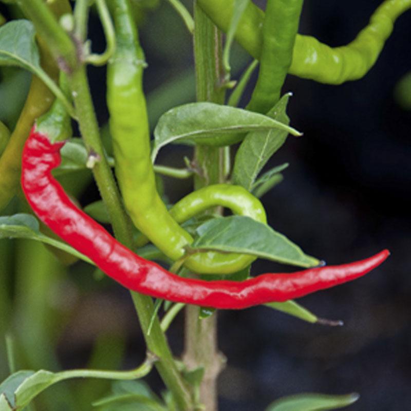 Chilli Asian Fire  - 12.5CM