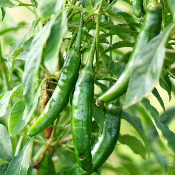 Chilli Serrano  - 1.3L