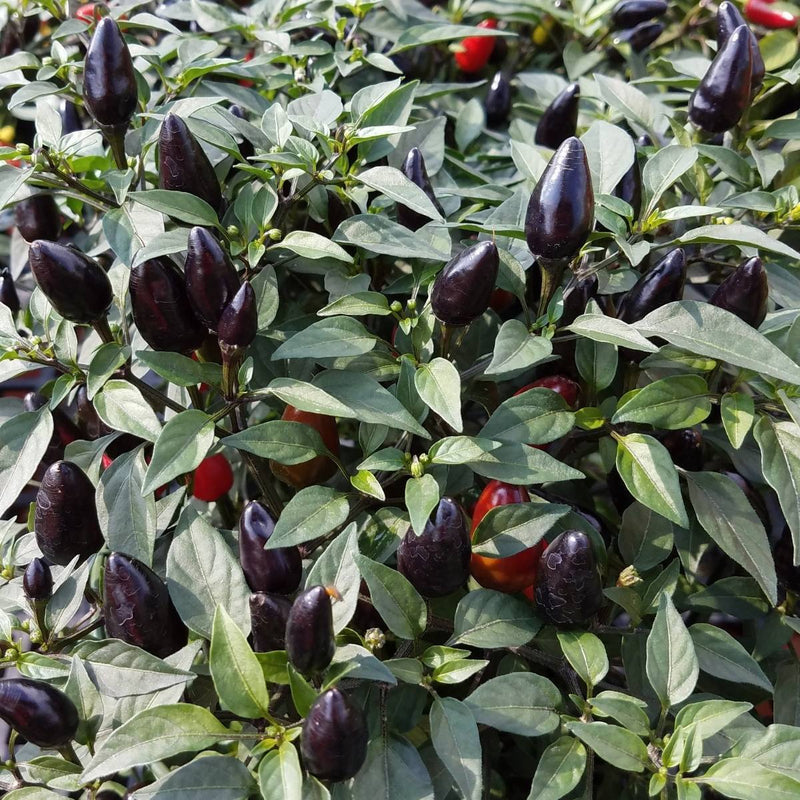 Chilli Black Olive - 10CM