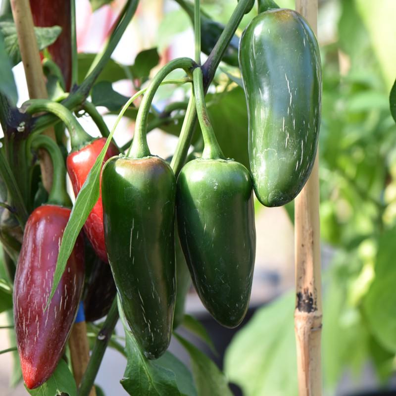 Chilli Jalapeno - 12.5CM