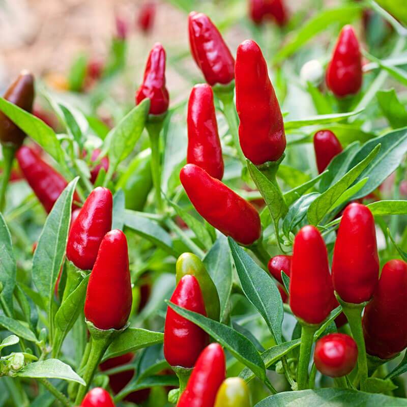 Chilli Thai Hot - 12.5CM