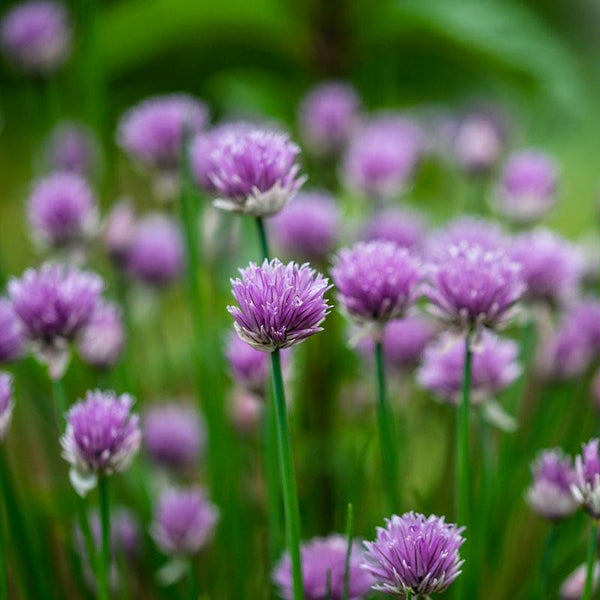 Chives  - 12.5CM
