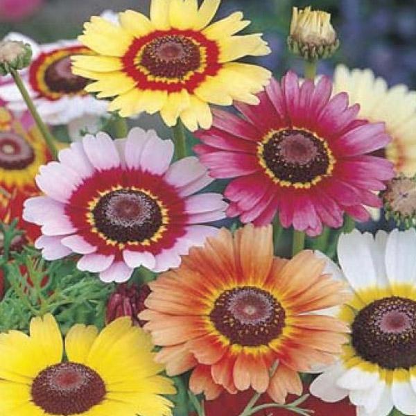 Chrysanthemum Rainbow Mix Seed