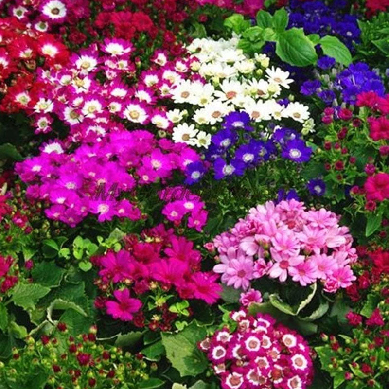 Cineraria Grandiflora Mix Flower Punnet