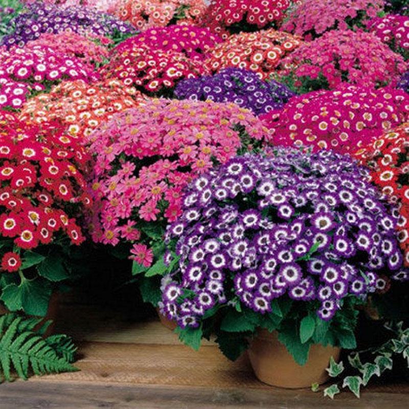 Cineraria Tall Mix Flower Punnet