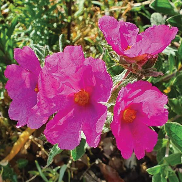 Cistus Sunset - 2.5L