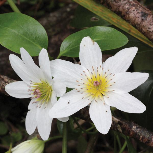 Clematis Paniculata - 3.5L