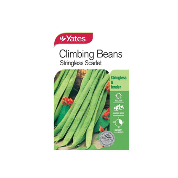 Bean Climbing Stringless Scarlet