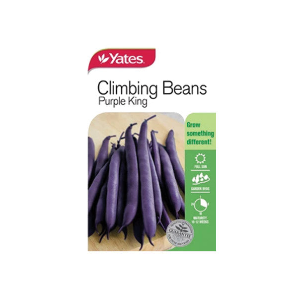 Beans Climbing - Purple King