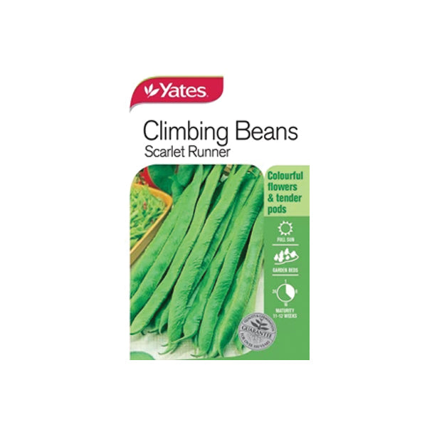 Bean Climbing Scarlet Runner