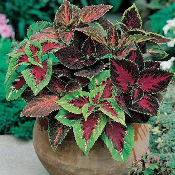 Coleus Pots o' Beauty