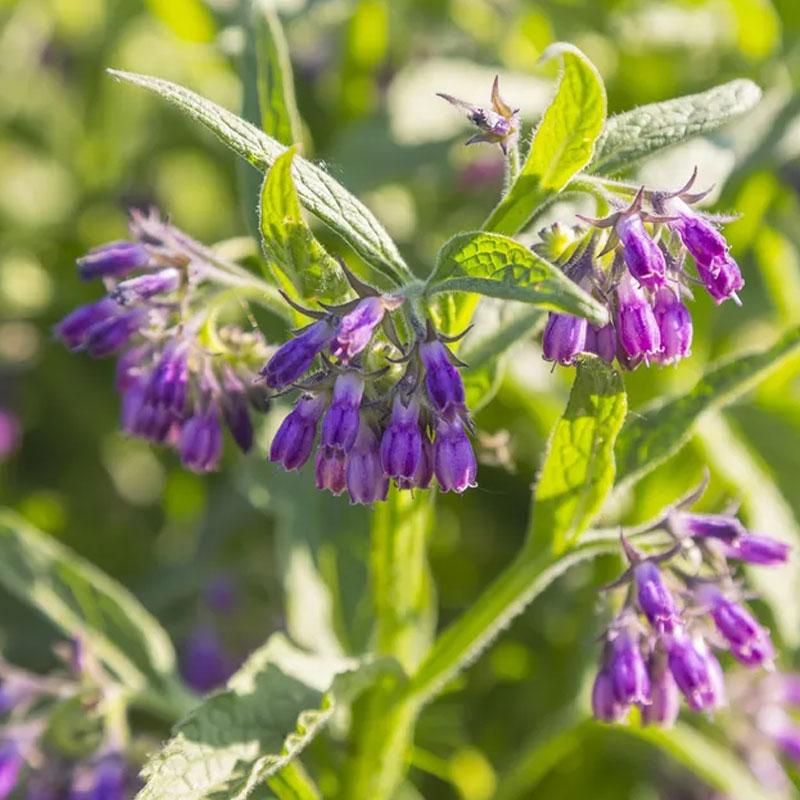 Comfrey - 10CM