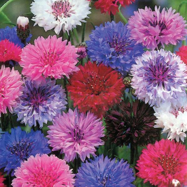 Cornflower Mix Flower Punnet