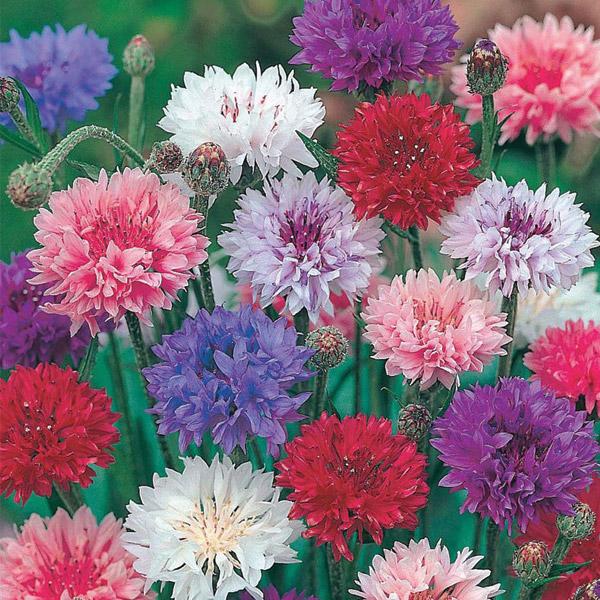 Cornflower Polka Dot Seed