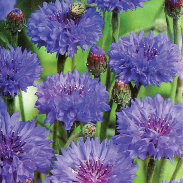 Cornflower Blue Ball  Seed