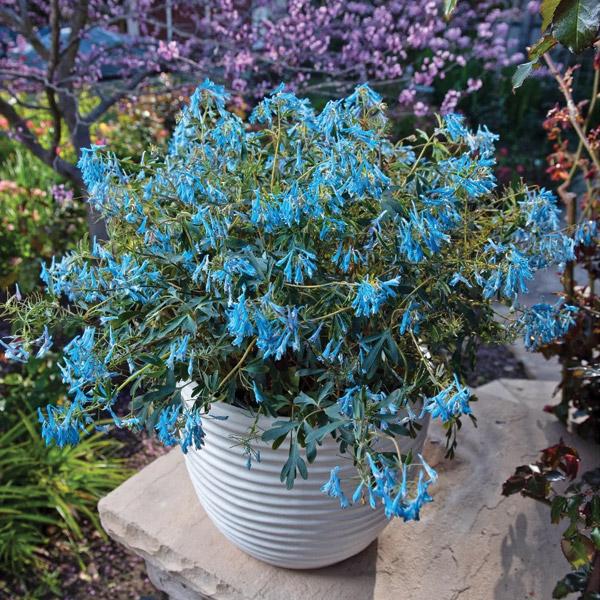 Corydalis Porcelain Blue - 2.4L