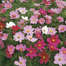 Cosmos Sensation Seed