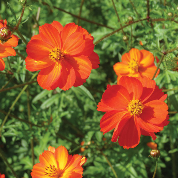 Cosmos Tango