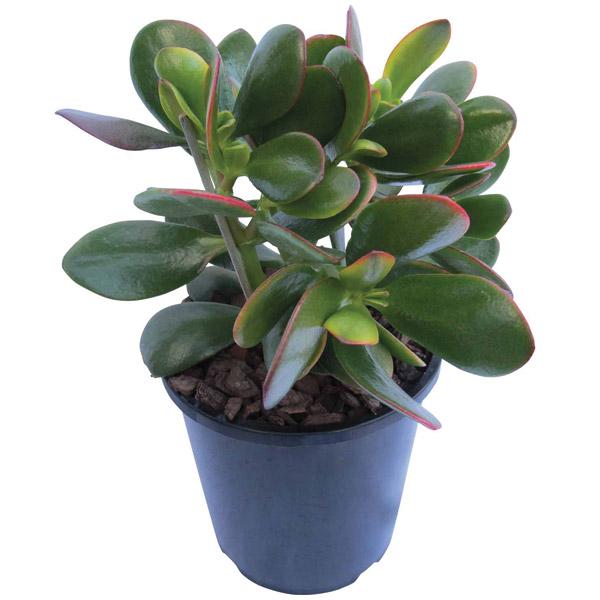 Crassula Ovata - 2.4L