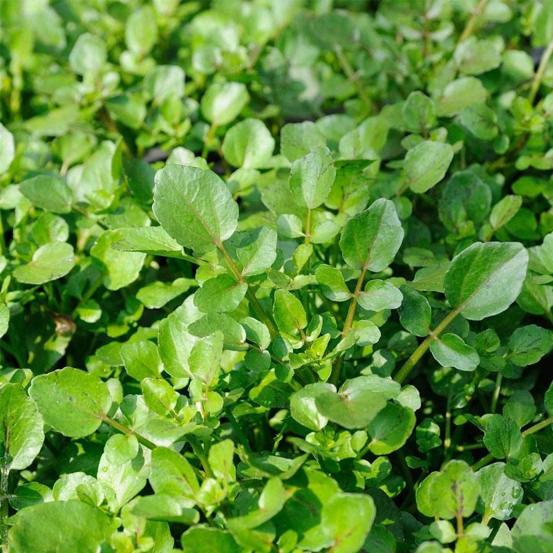 Cress American Upland - 10CM