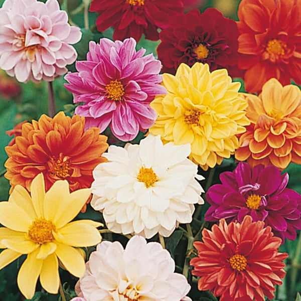 Dahlia Dwarf Mix Flower Punnet