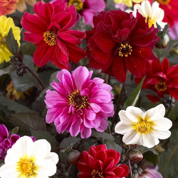 Dahlia Red Skin Mix Flower Punnet