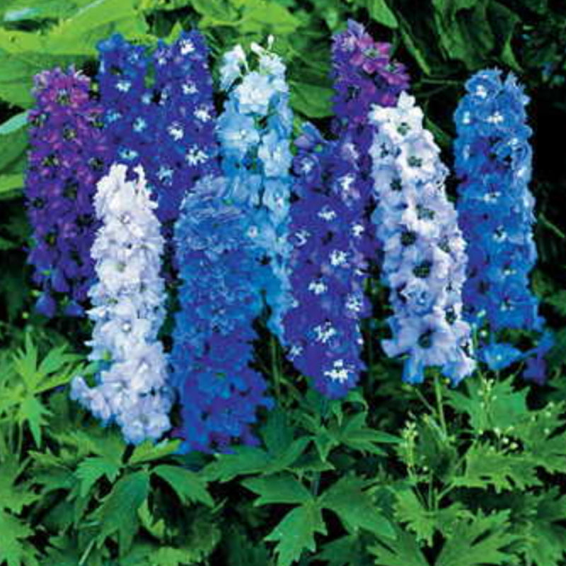 Delphinium Magic Fountains Mix Flower Punnet