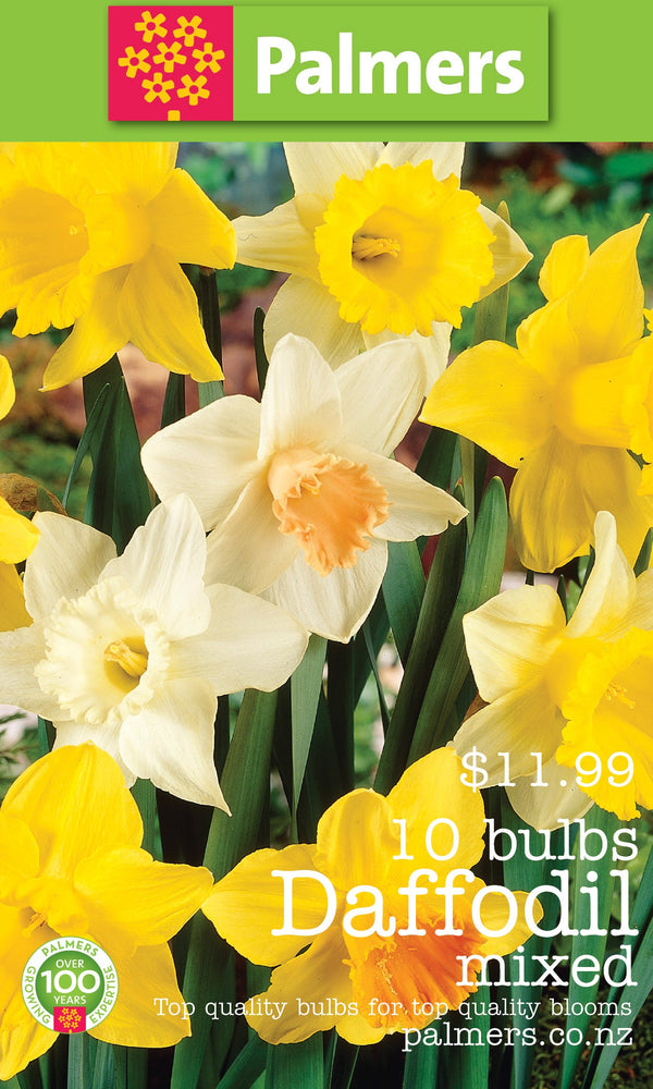 Palmers Daffodil Bulbs - 10PK