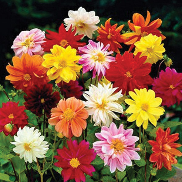 Dahlia Cinderella