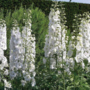 Delphinium Galahad