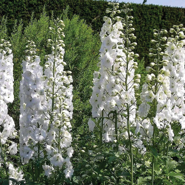 Delphinium Galahad