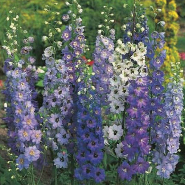 Delphinium Pacific Giants Mix Flower Punnet