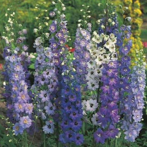 Delphinium Pacific Giant Mixed Seed