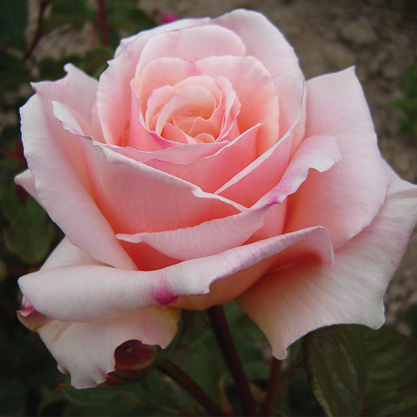 Diamond Jubilee Rose