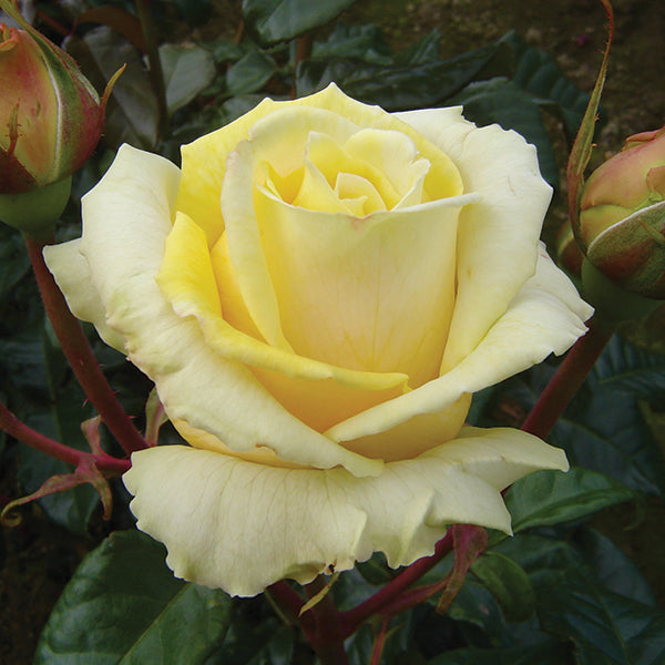 Diamonds Forever Rose