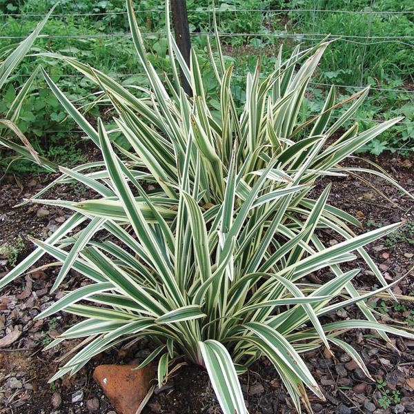 Dianella Wyeena - 1.9L