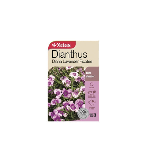 Dianthus Diana Lavender Picotee