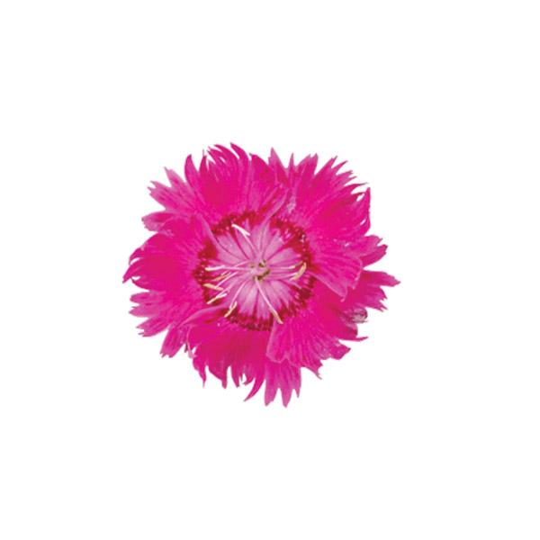 Dianthus Angel Of Inspiration - 1.5L